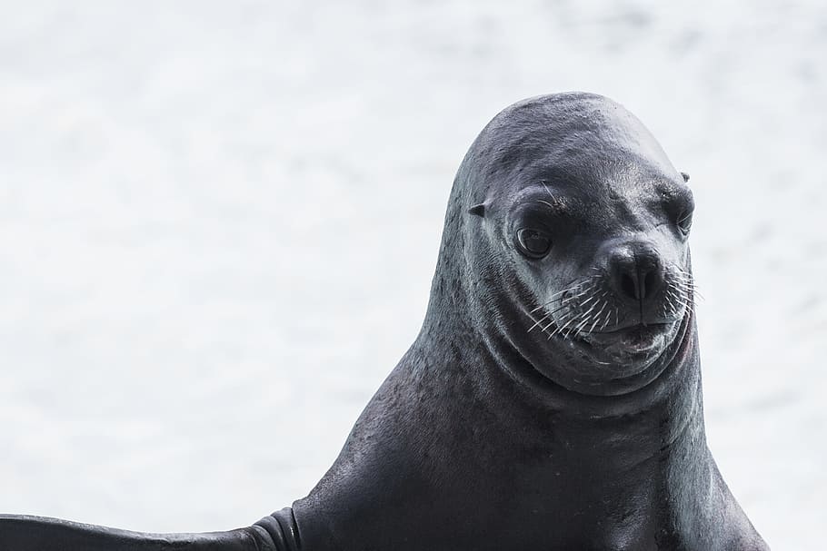 wildlife photography of sea lion, close-up photo of black sea lion, HD wallpaper