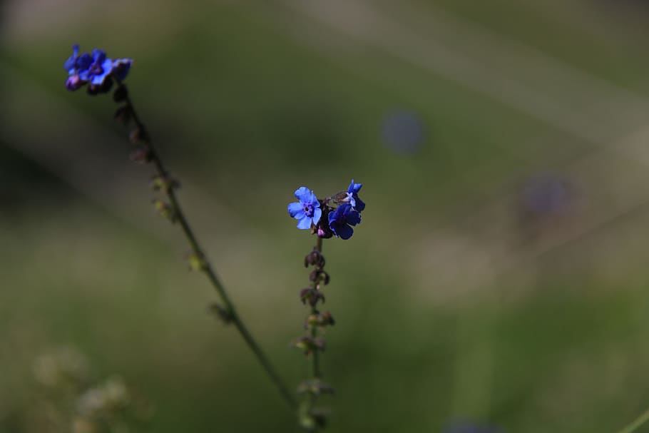 mountain flower, blue, wild, macro, flowering plant, fragility HD wallpaper