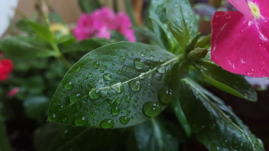leaf, water drops, macro, liquid, dew, rain, spring, raindrop HD wallpaper