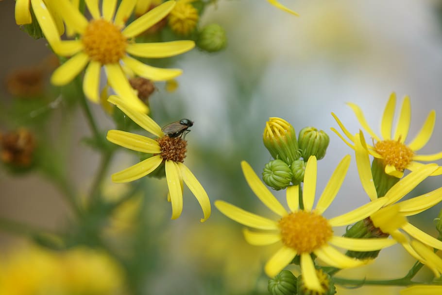 fly, flower, nature, spring, bug, yellow flowers, flowering plant HD wallpaper