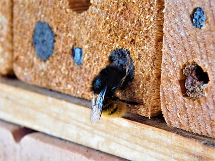 background, pattern, ornament, old, wall, bee, bee hotel, solitary bee HD wallpaper