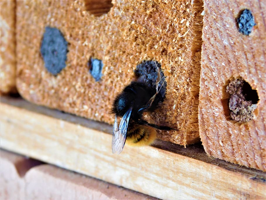 background, pattern, ornament, old, wall, bee, bee hotel, solitary bee HD wallpaper