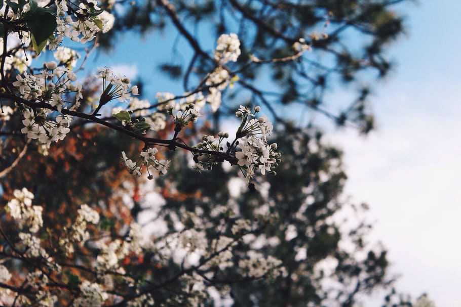 bloom, petal, spring, beauty, scene, flowers, stems, branches HD wallpaper