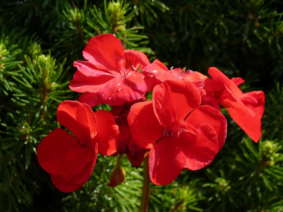 Geranium, Flower, Floral, Blossom, red, bloom, blooming, garden HD wallpaper