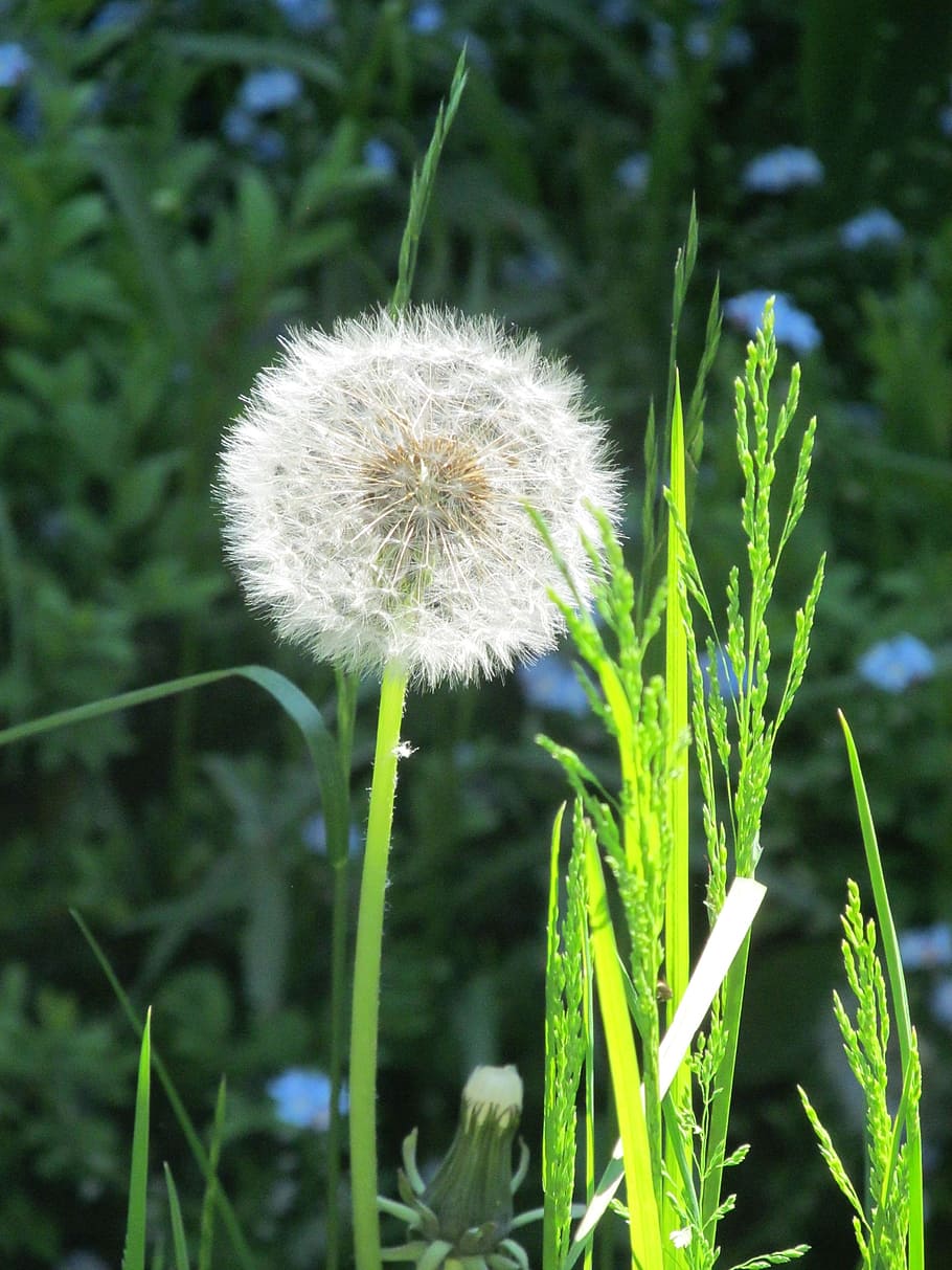 dandelion, nature, roadside, pointed flower, spring, flowers HD wallpaper