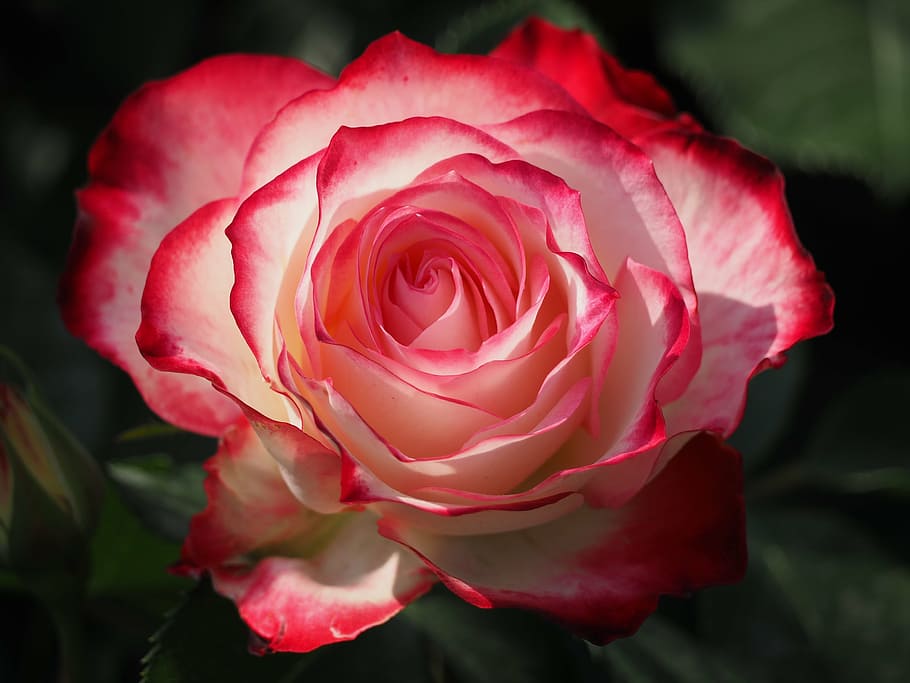 pink rose, red flowers, park, flowering plant, beauty in nature HD wallpaper