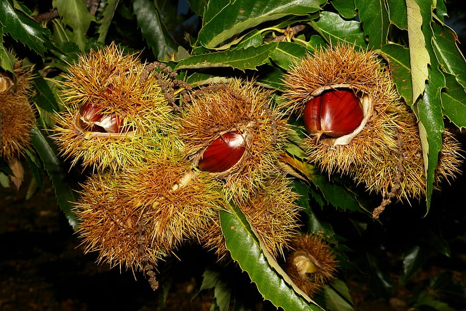 chestnuts, hedgehogs, nature, fruit, plant, tree, close-up HD wallpaper