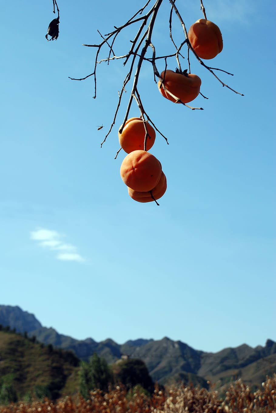 Persimmon, Fruit, autumn, nature, food, red, outdoors, sky HD wallpaper