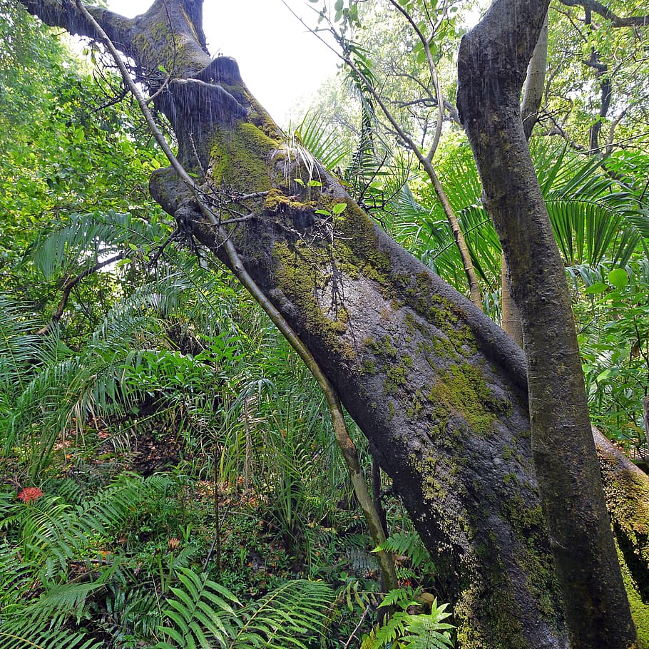woodland trees in daytime, rainforest, jungle, zimbabwe, nature HD wallpaper