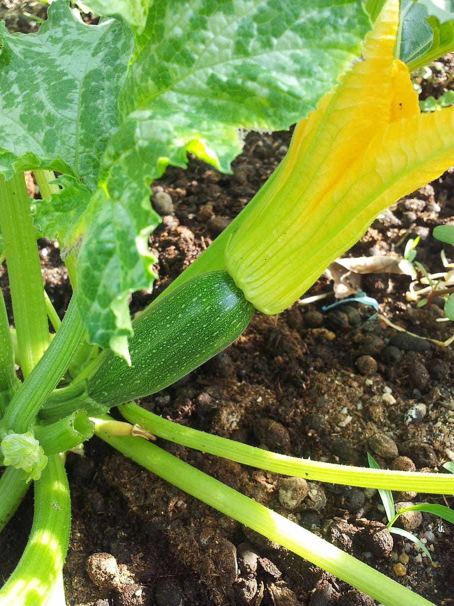 vegetable, organic, squash, zucchini, garden, green color, growth HD wallpaper