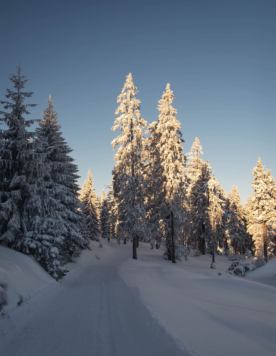 snow, winter, forest, tree, cold temperature, plant, sky, tranquility HD wallpaper