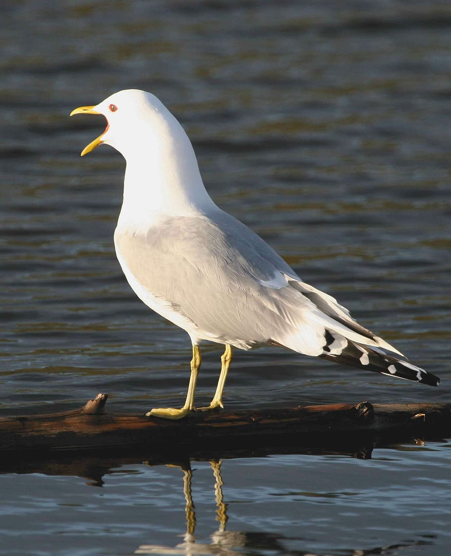 Larus, Calling, Gull, Mew, Bird, canus, seagull, birds, animals HD wallpaper