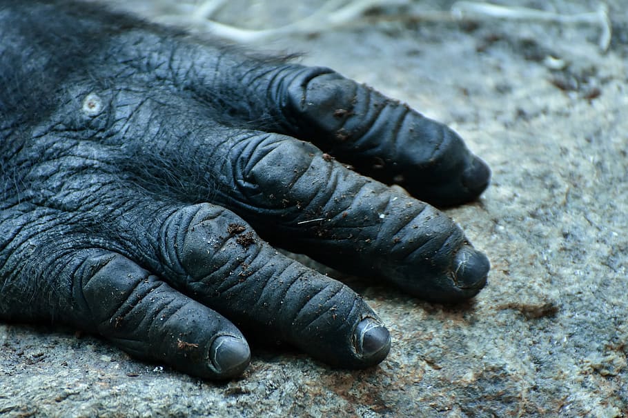 gorilla, monkey, hand, animal, furry, omnivore, wildlife photography HD wallpaper