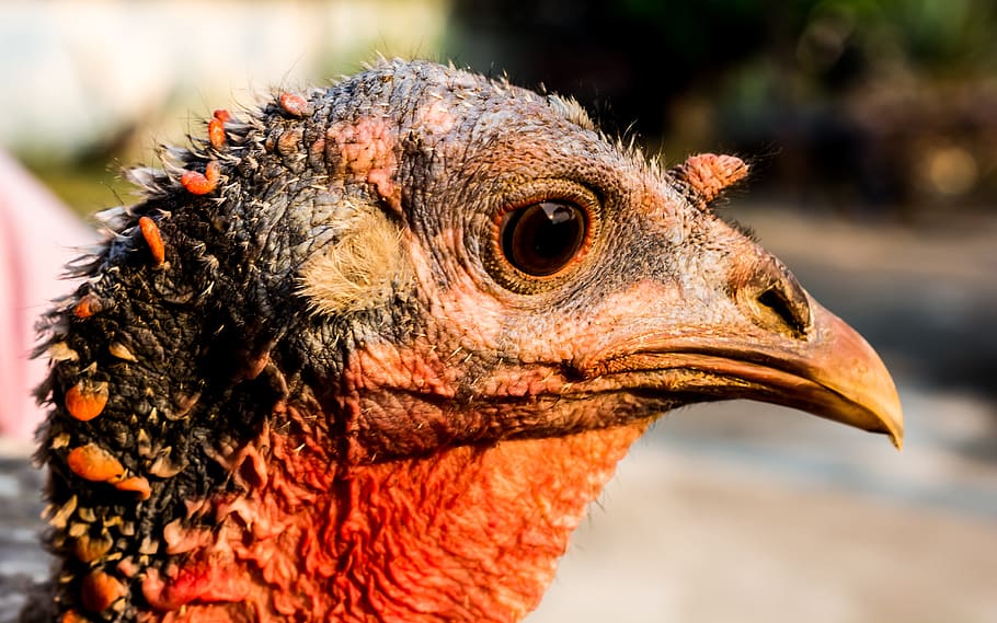 turkey, bird, animal themes, one animal, animal body part, close-up HD wallpaper