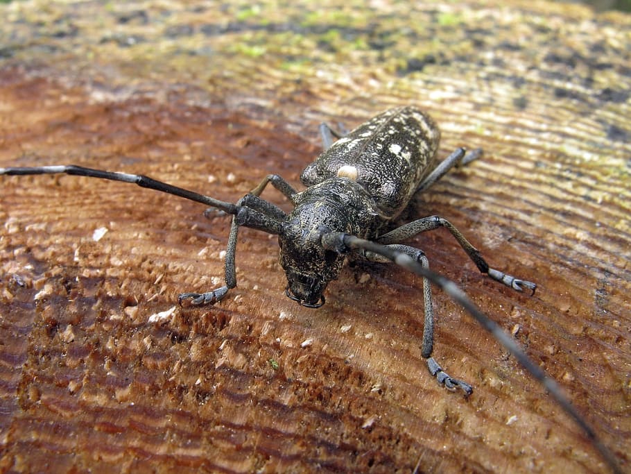 beetle, beetles, macro, wood, forest, dřevokaz, stump, animals in the wild HD wallpaper