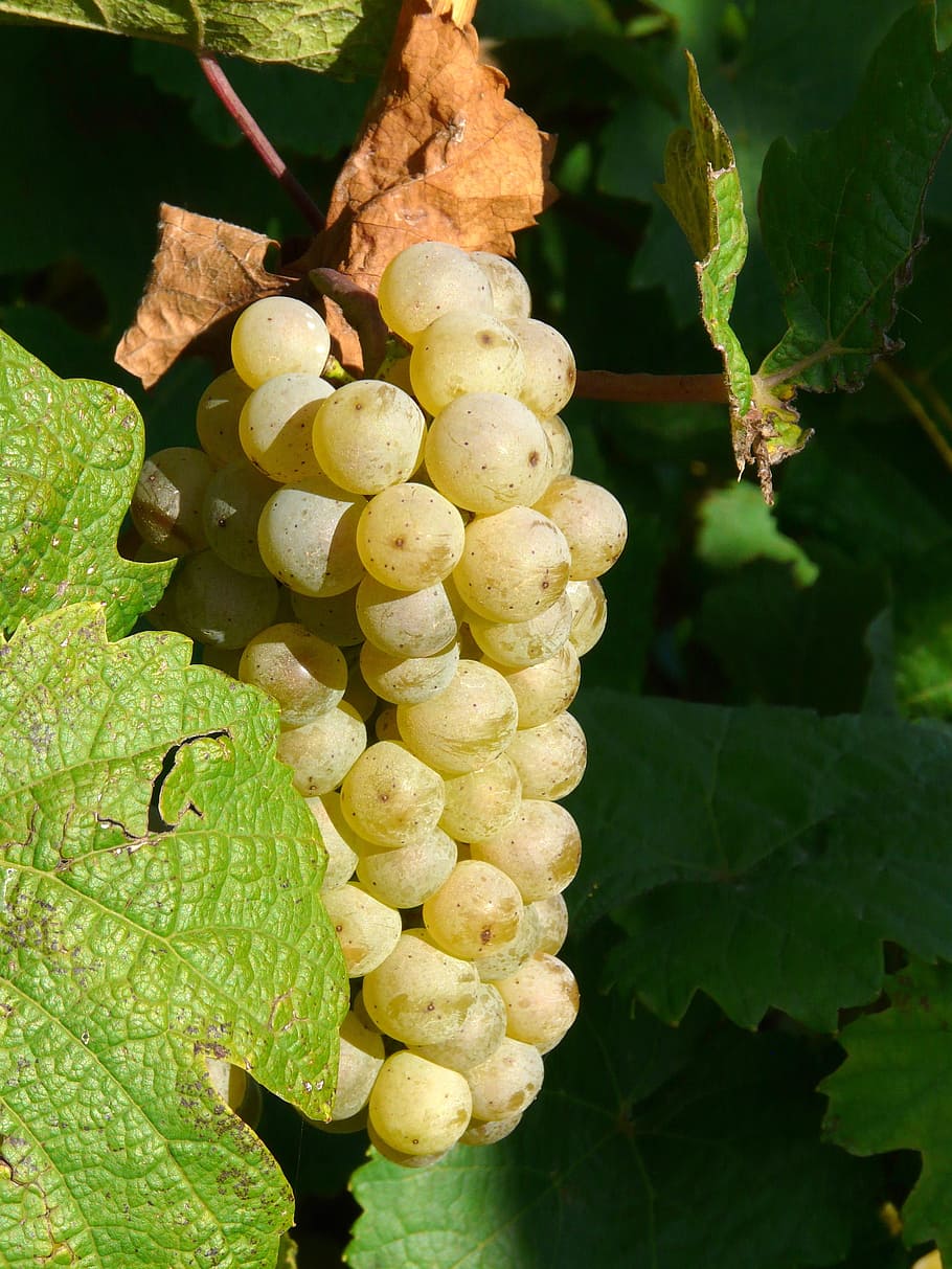 grape, rebstock, grapevine, green, wine, plant part, growth HD wallpaper