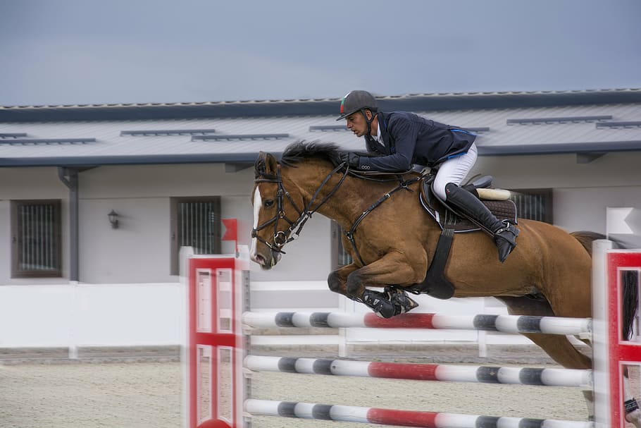 male jockey riding brown horse jumping on three wooden obstacle during daytime, HD wallpaper