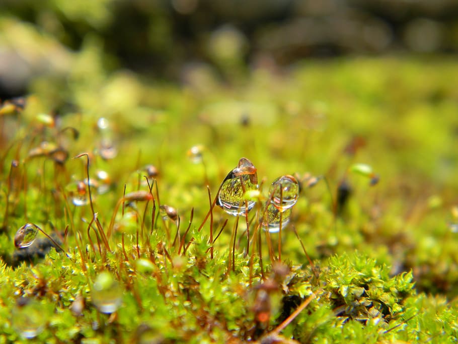 drop, water, macro, rain, nature, wet, drops of rain, plant HD wallpaper