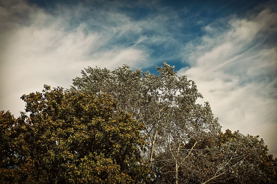 trees, forest, nature, landscape, clouds, sky, forests, old tree HD wallpaper