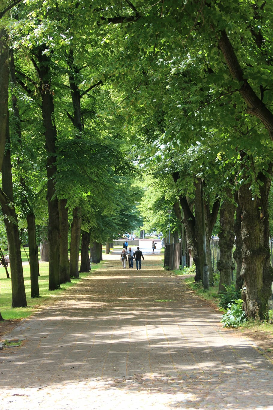 forest path, stadtwald, idyll, green, walk, move, tree, plant HD wallpaper