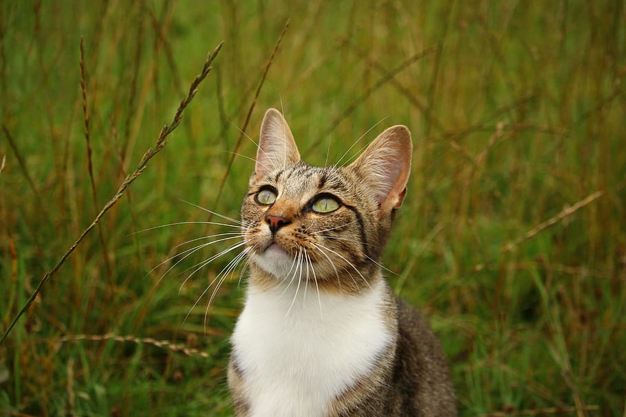 cat looking up surrounded by grass, kitten, mieze, mackerel tabby HD wallpaper