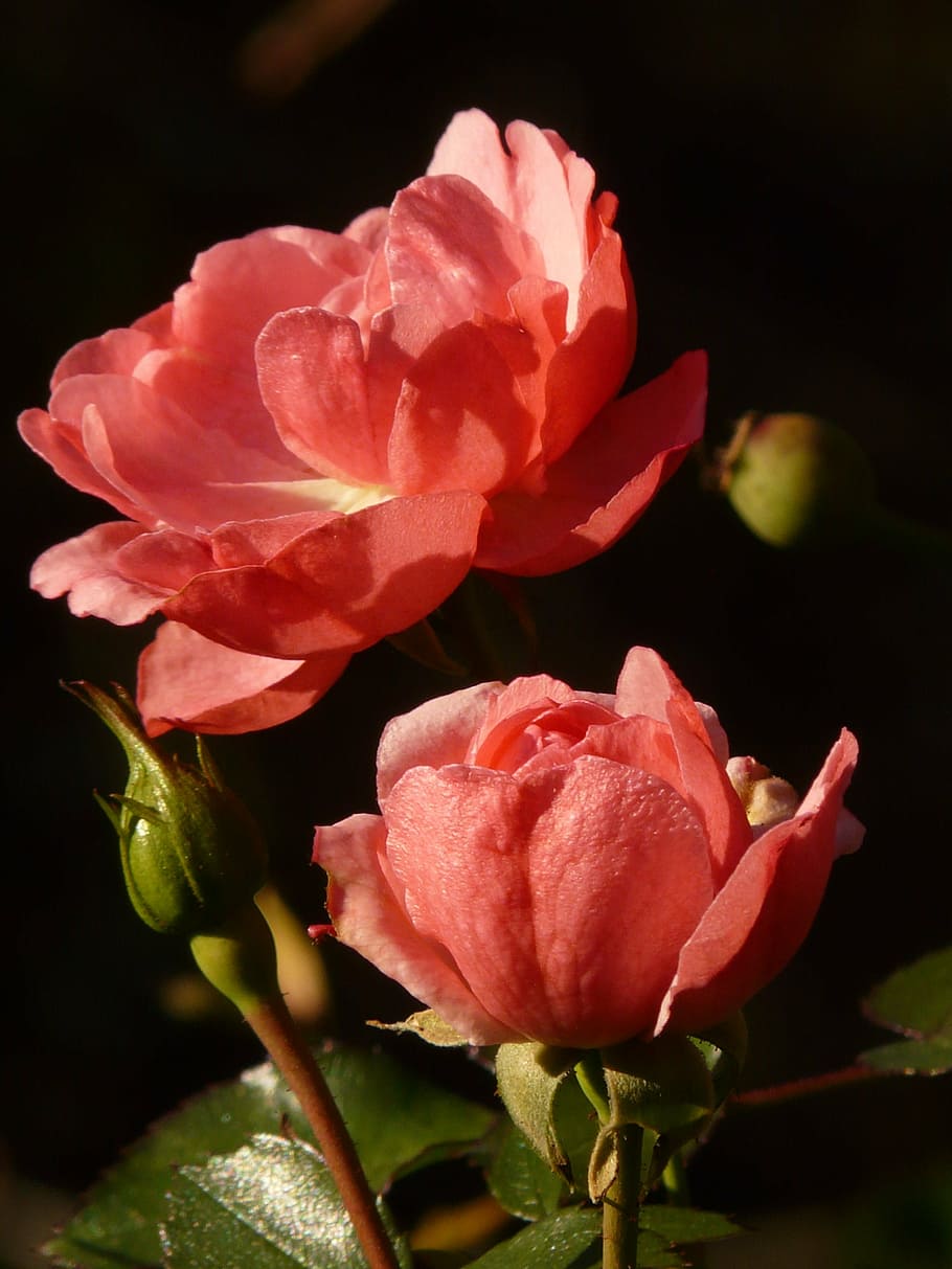 rose, flower, blossom, bloom, back light, nature, plant, pink HD wallpaper