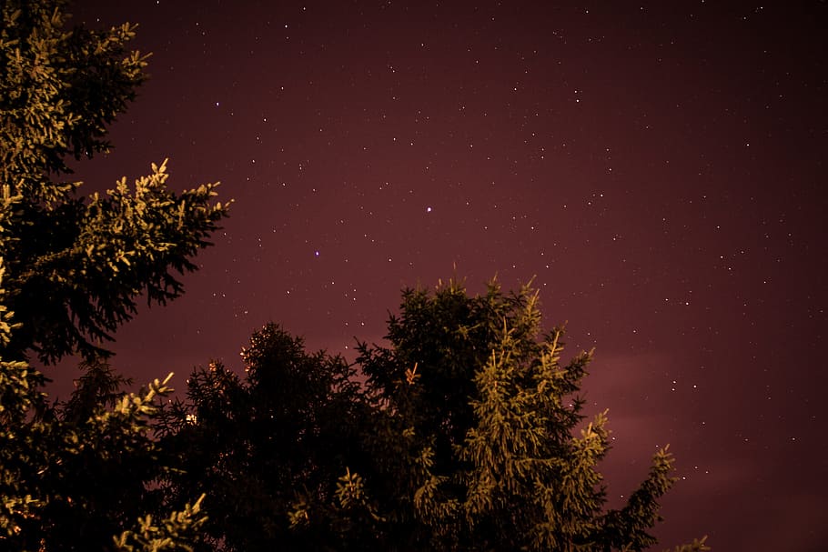 trees under clear sky, star - Space, night, nature, astronomy HD wallpaper
