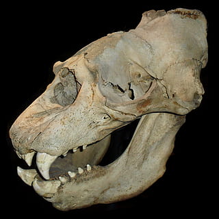 white animal skull, skeleton, bones, death, horror, dead, spooky HD wallpaper