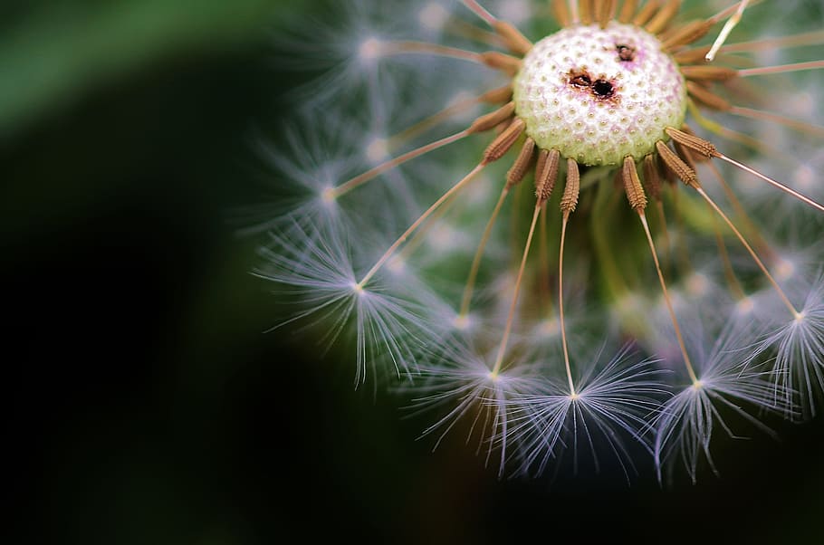 dandelion, flower, spring, nature, summer, plant, blossom, grass HD wallpaper