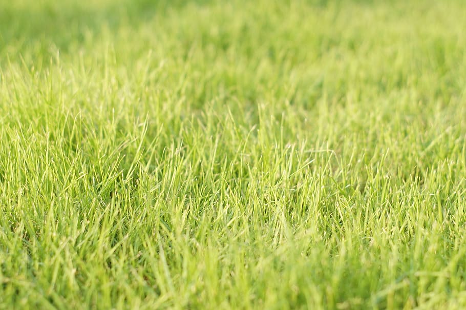 grass, green, fresh, spring, plant, green color, selective focus HD wallpaper