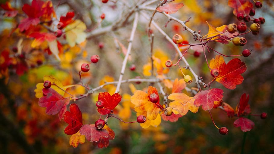 red leaf trees at daytime, autumn, fall, leaves, branches, fruit HD wallpaper