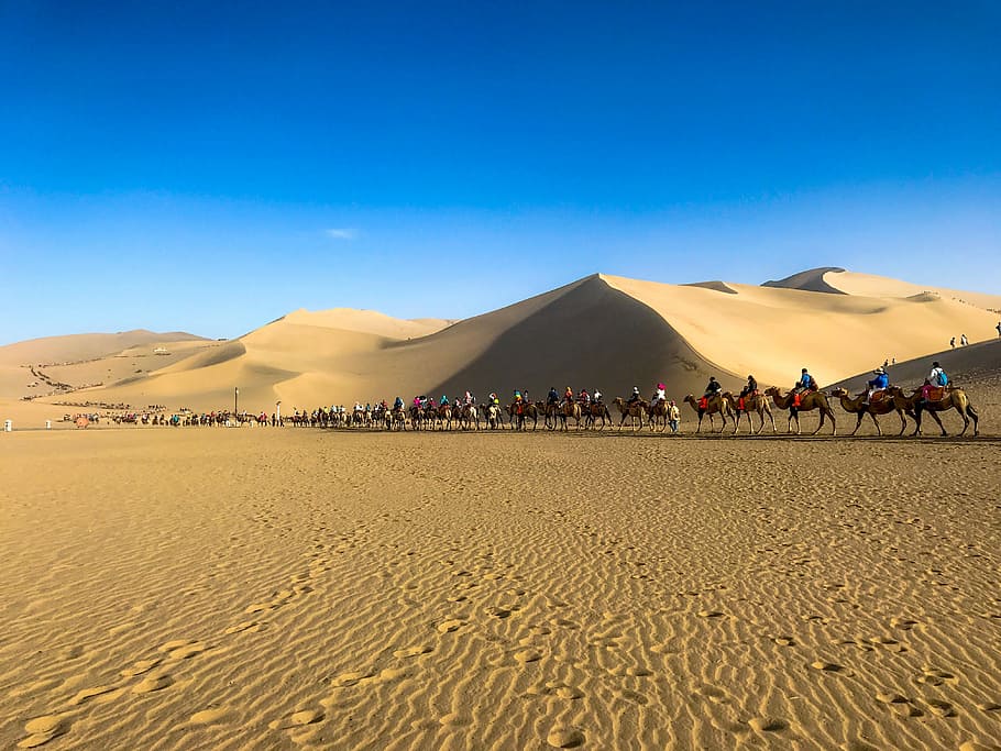 people riding camel on desert, sand, land, sand dune, landscape HD wallpaper