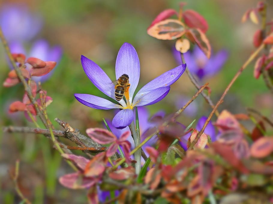 bee on purple flower, honey bee, insect, crocus, blossom, bloom HD wallpaper