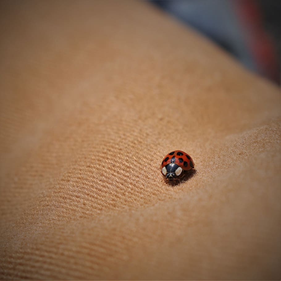 ladybug, insects, journey, climbing, travel, suffering, affix HD wallpaper