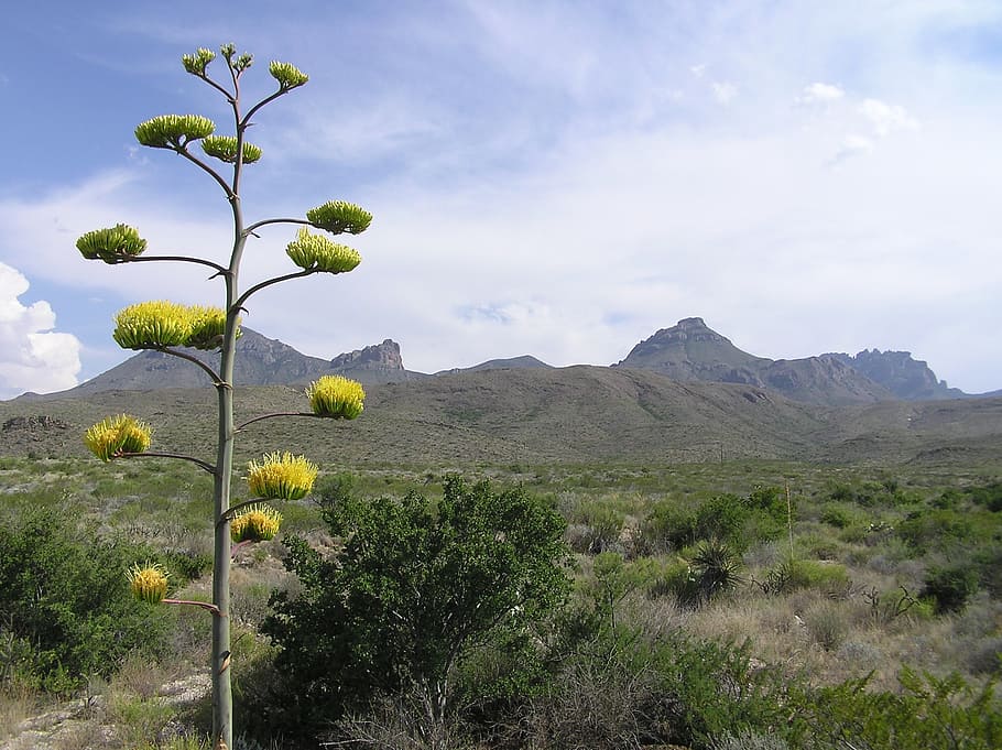 big bend, texas, plant, bloom, macro, close-up, landscape, scenic HD wallpaper