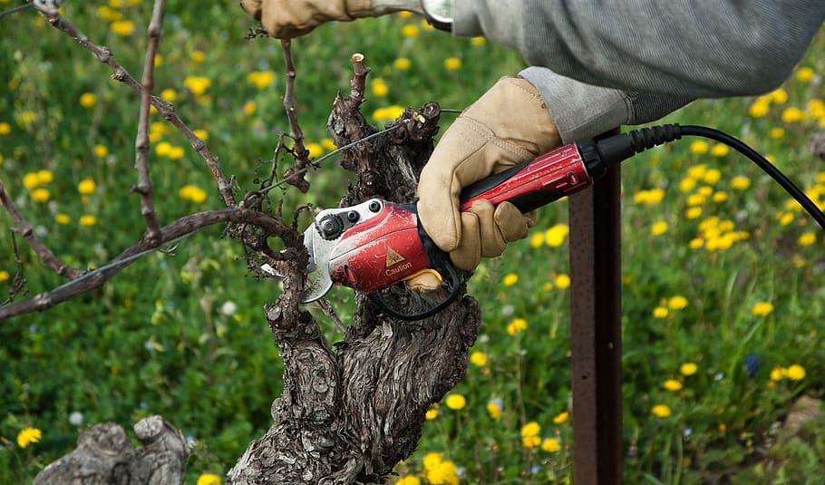vine, vineyard, secateur, size, winegrower, hand, human hand, HD wallpaper