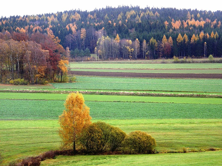 landscape, herbstimpression, in neualbenreuth, bavarian forest, HD wallpaper