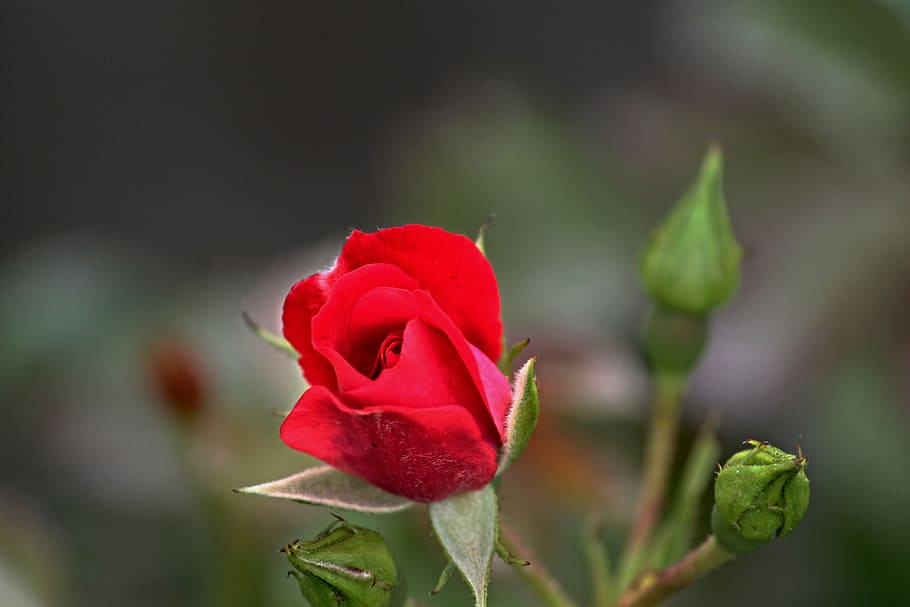 rose, red, bud, blossom, bloom, petals, rose petals, red rose HD wallpaper