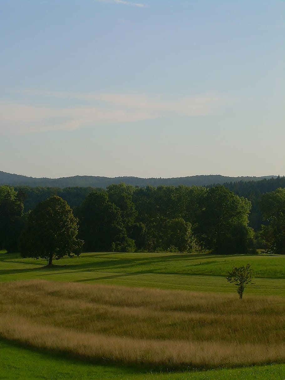 nature, summer, field, forest, tree, agriculture, rural Scene HD wallpaper