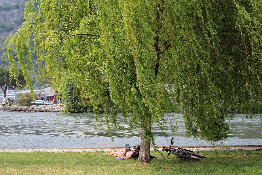 relax, rest, read, tree, green, water, recovery, concerns, relaxation HD wallpaper