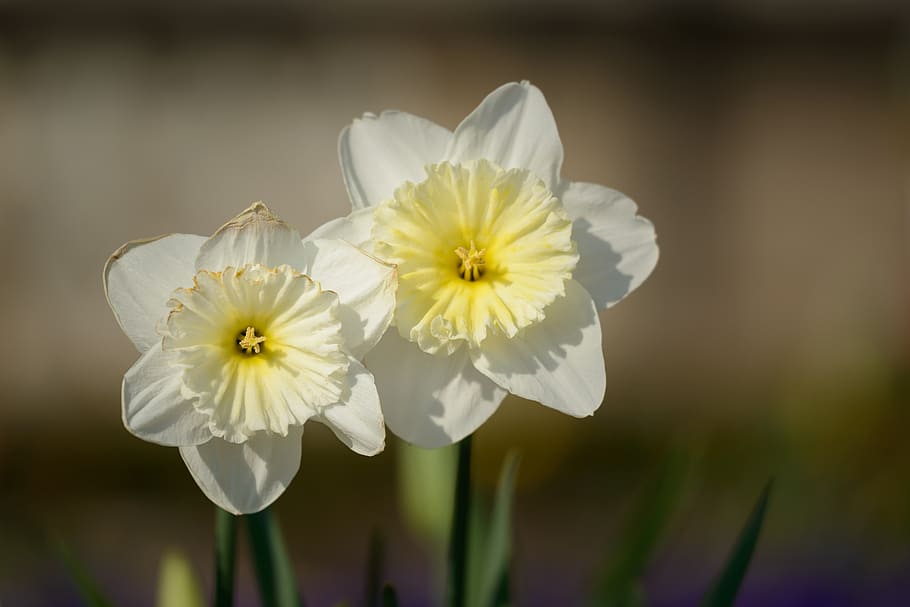 daffodils, narcissus, spring, flower, flowers, flowering plant HD wallpaper