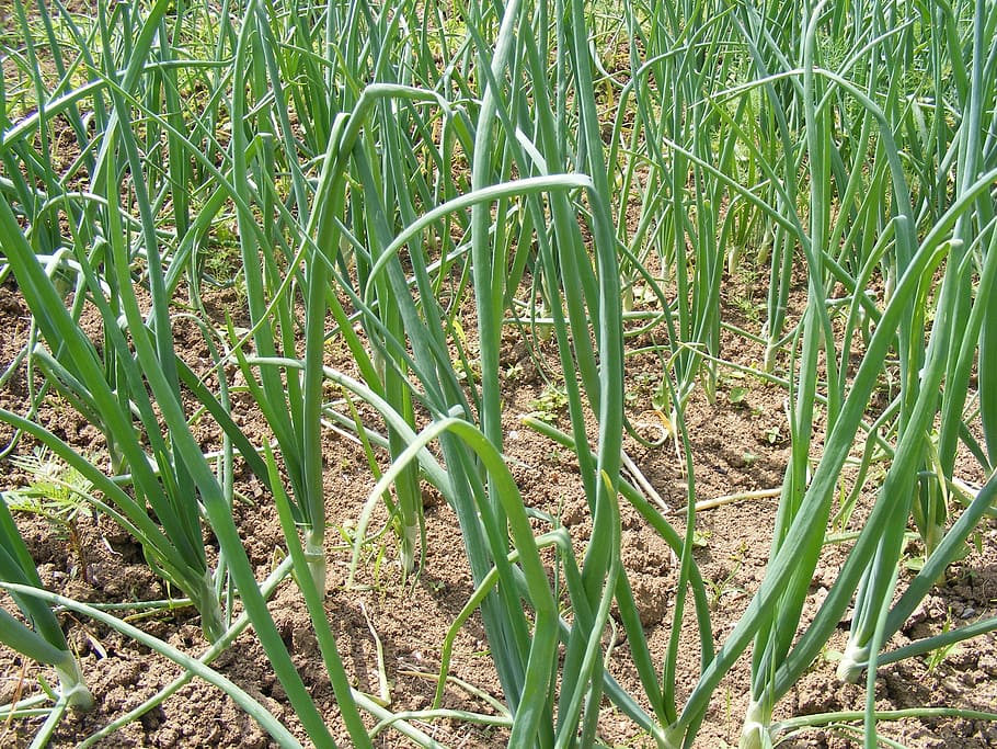 allium, bulb, cepa, cooked, field, garden, green, onion, salads HD wallpaper