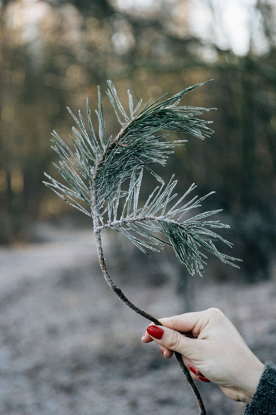 person holding green leaves, selective focus photography of person holding green leafed branch HD wallpaper