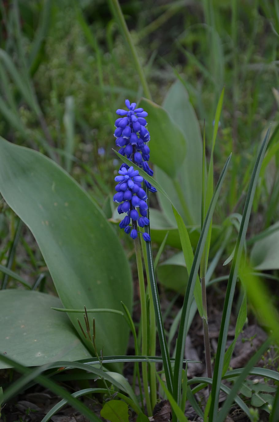 muscari, blue, spring, nature, plant, flower, flowering plant HD wallpaper