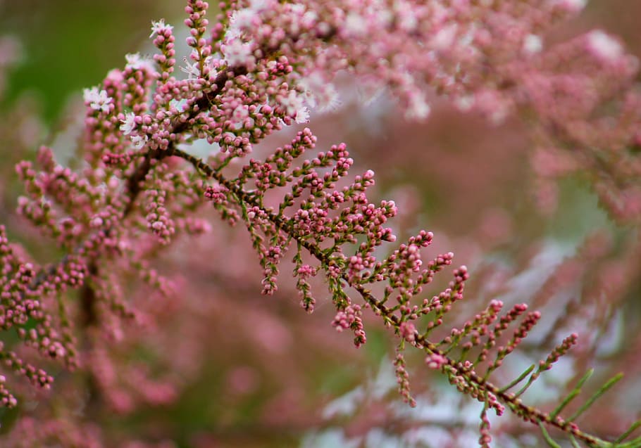 Pink, Green, Spring, Flower, Plant, nature, white, light, pink color HD wallpaper