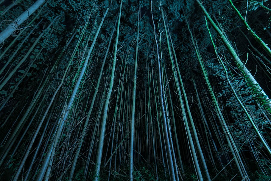 tall tree at night, low angle photography of trees at night, gloomy HD wallpaper