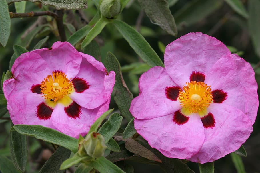 cistus, pink, flower, flowering plant, fragility, petal, vulnerability HD wallpaper