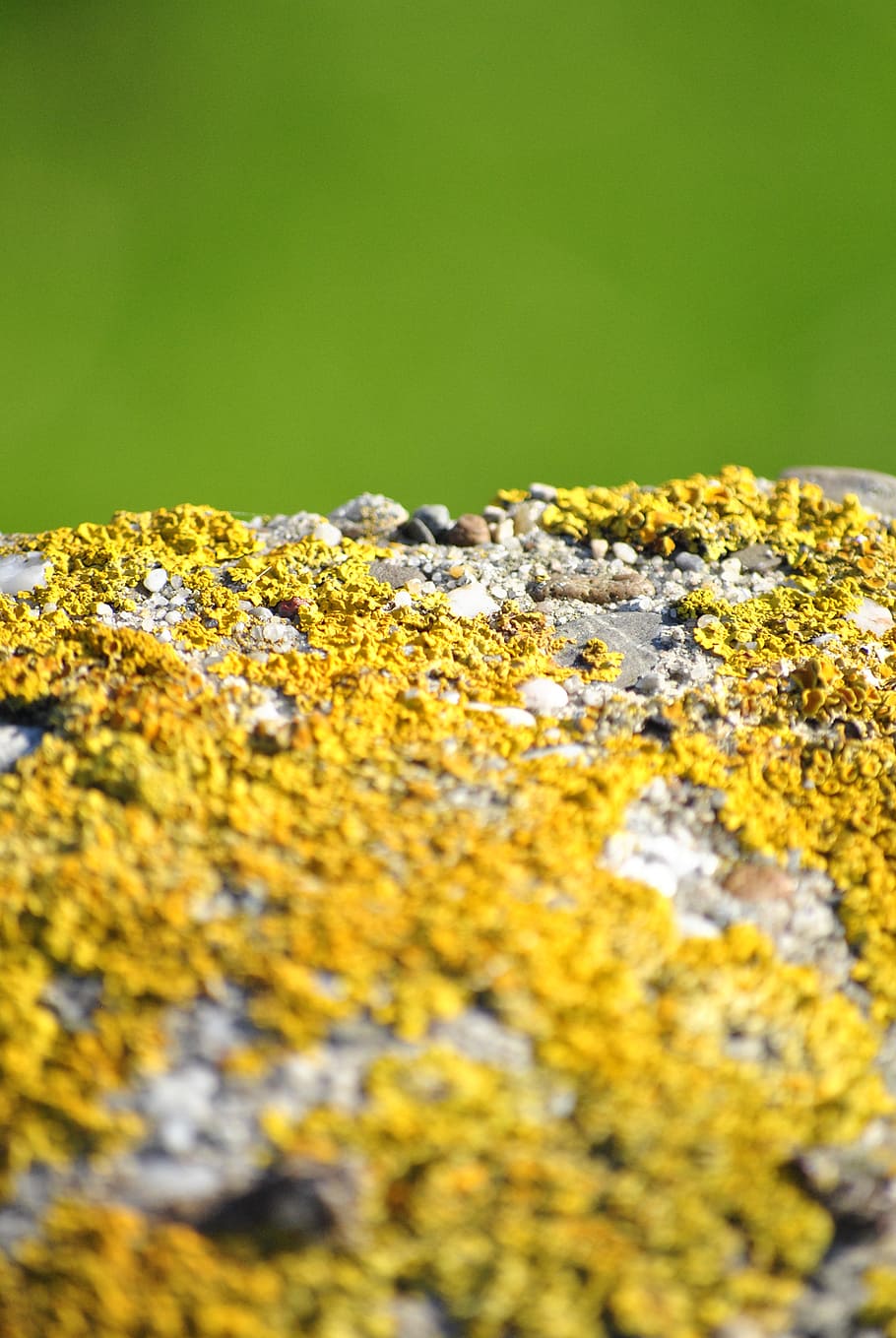 texture, outdoor, green, moss, stone, yellow, growth, plant HD wallpaper