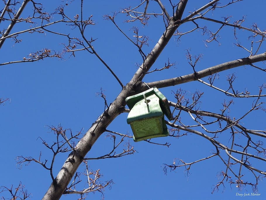 refuge, birds, sky, background, blue, house, tree, branch, low angle view HD wallpaper