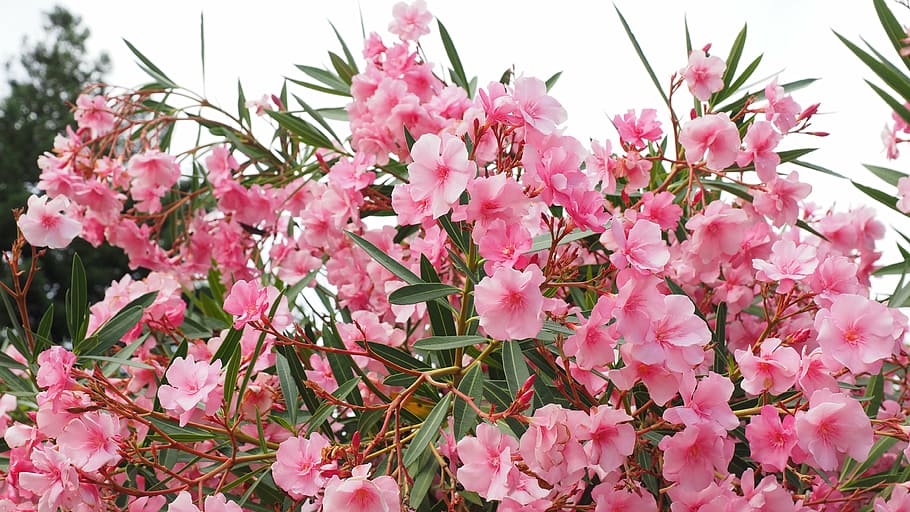 pink flowers under blue sky, oleander, bush, nerium oleander HD wallpaper